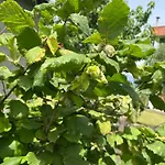 Κάμπινγκ Shkodra *