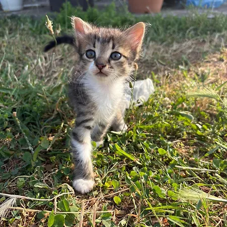 Shkodra * Omaraj