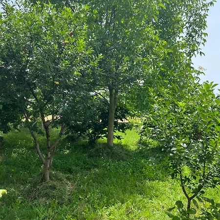 אתר קמפינג Shkodra *