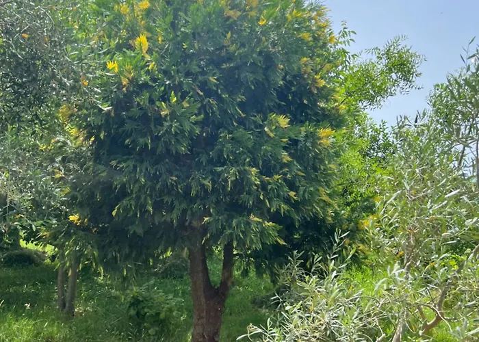 Shkodra 营地 *
