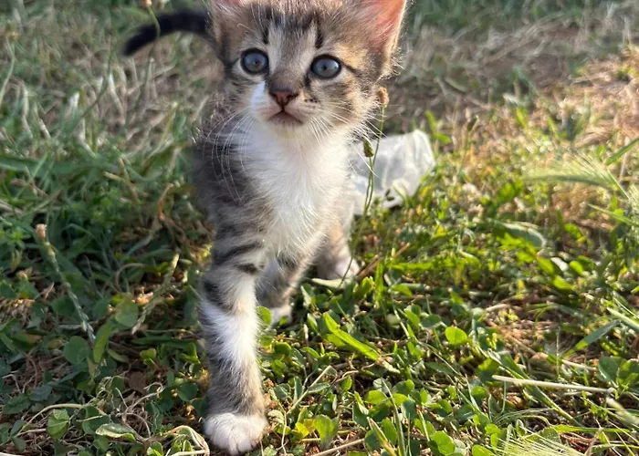 Shkodra * Omaraj