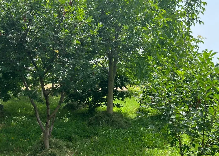Camping Shkodra *